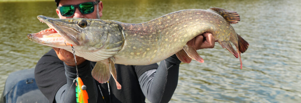Pêcher le brochet aux leurres en automne