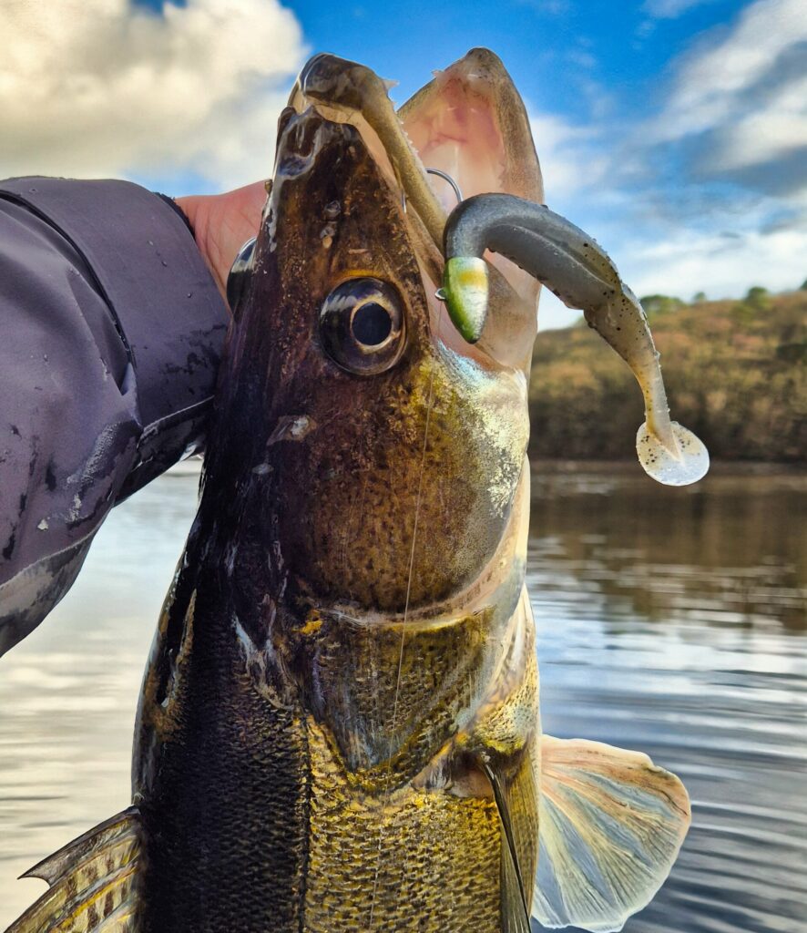 sandre pêche verticale leurre