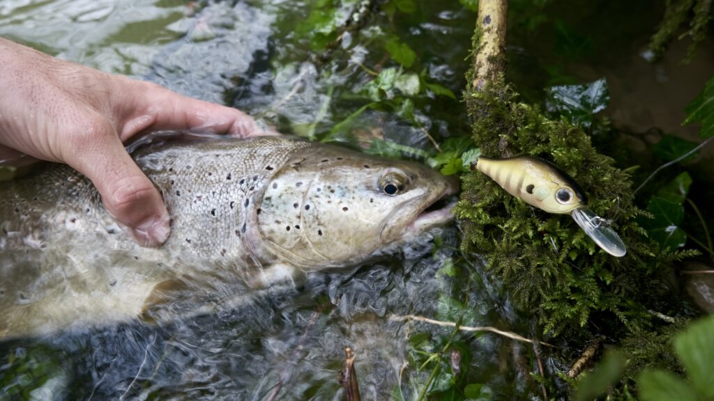 Truite fario pêche B-Switcher