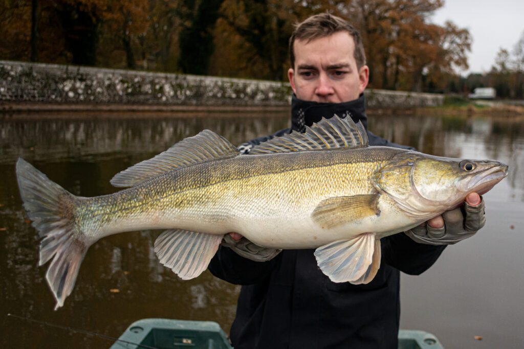Sandre pêche linéaire