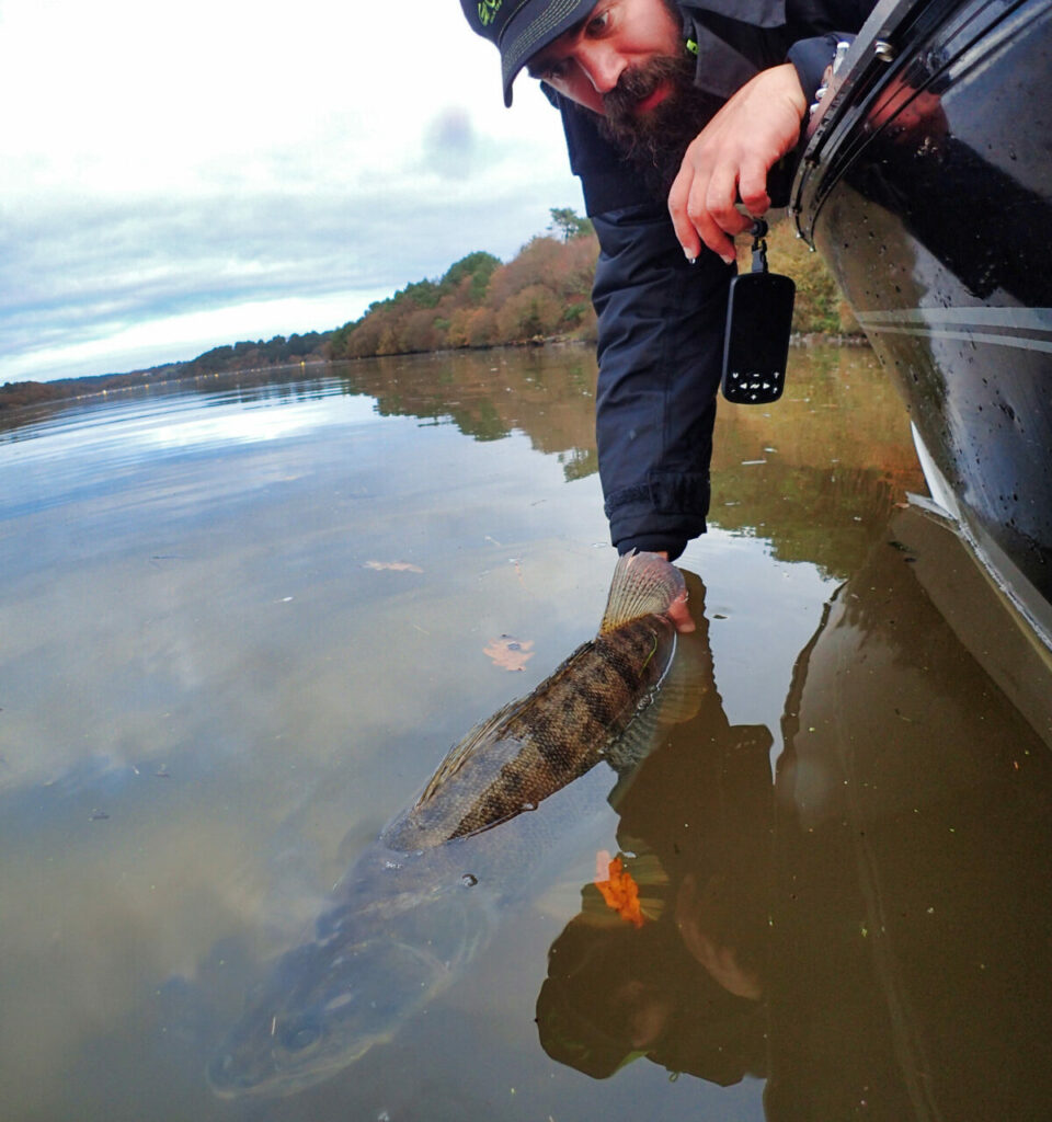 Sandre pêcher verticale bateau rivière