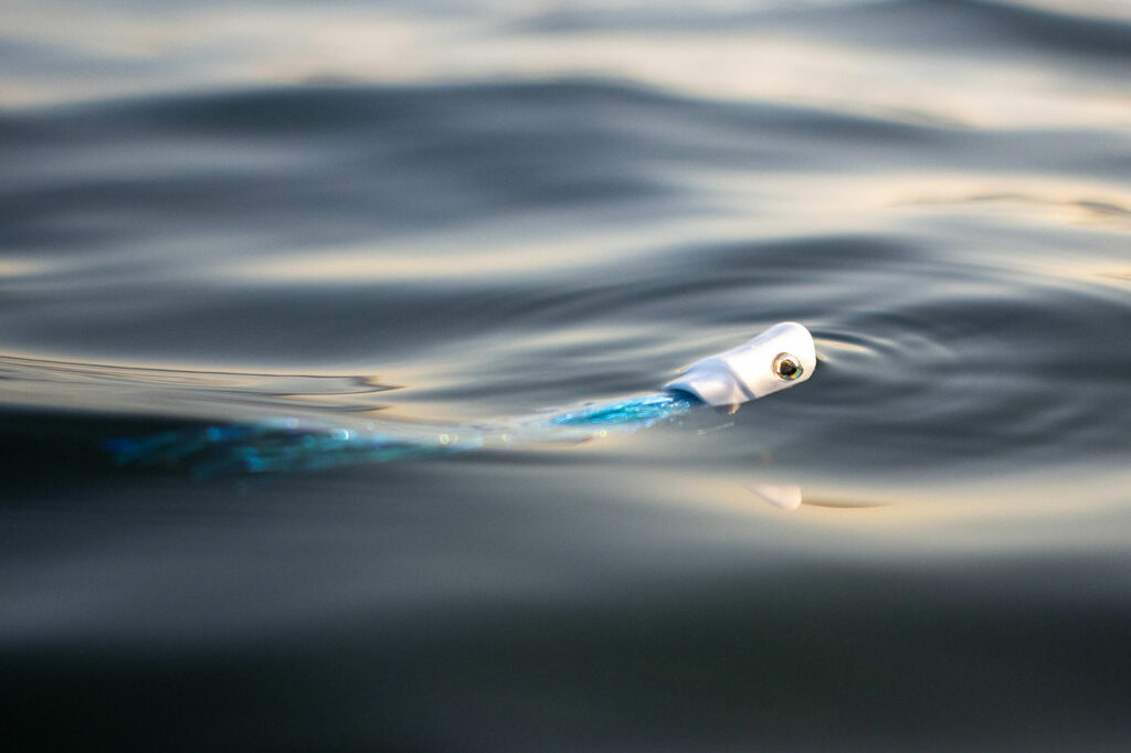 popper mouche pêche bar mer