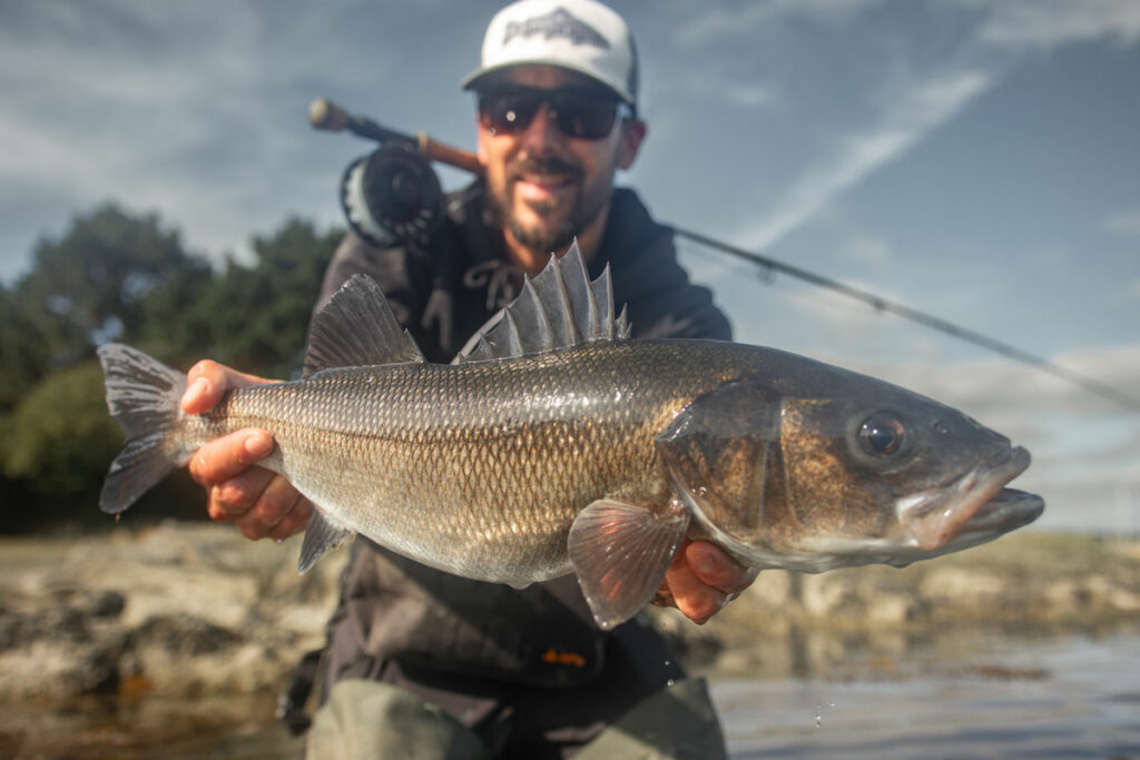 pêche bar mouche mer