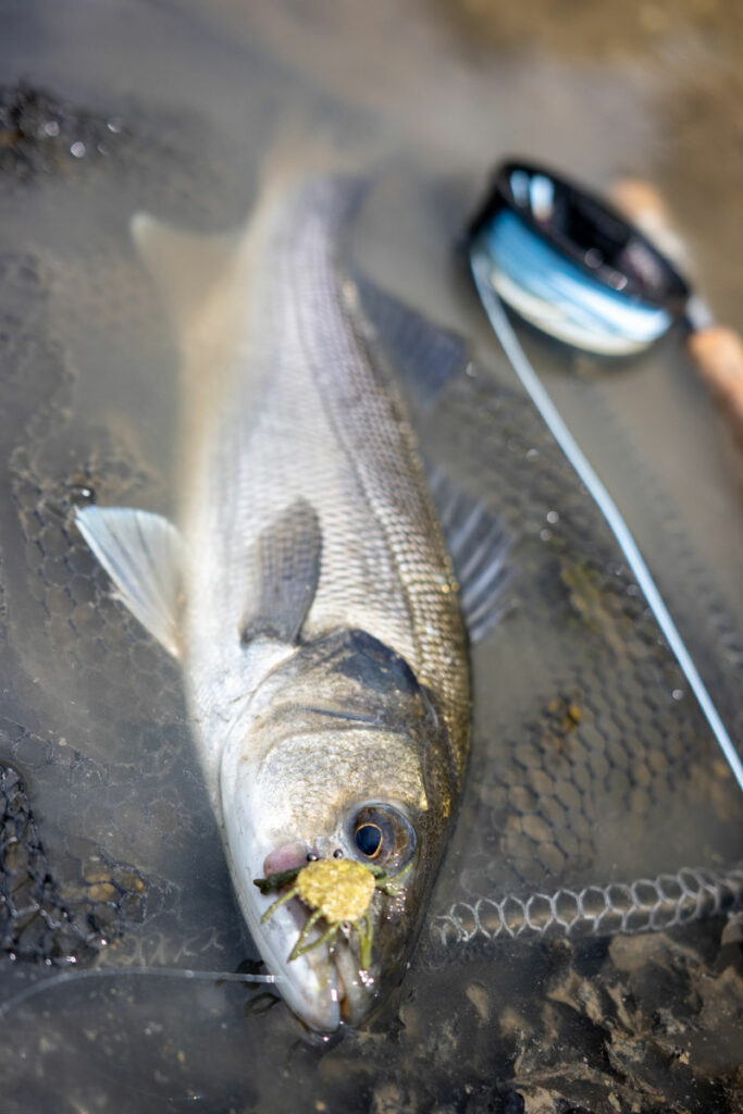 pêche bar mouche mer crabe