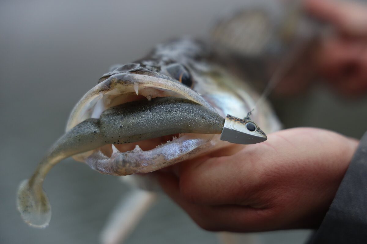 One Up Shad leurre souple tête plombée sandre