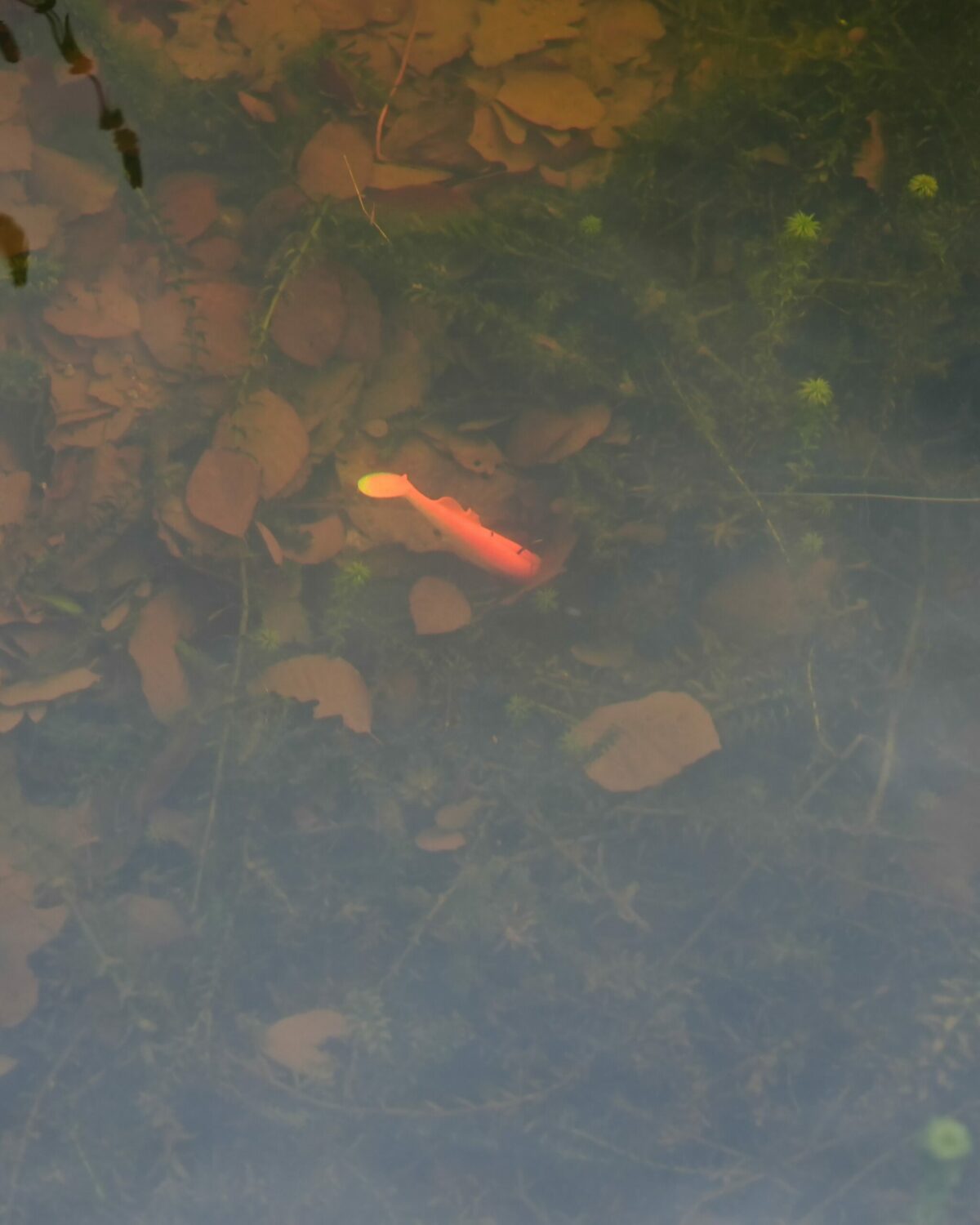 Leurre filtre polarisant