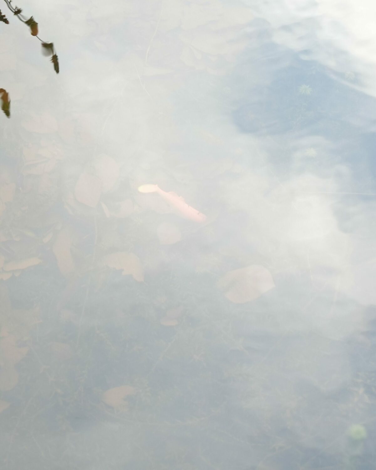 Leurre sans iltre polarisant