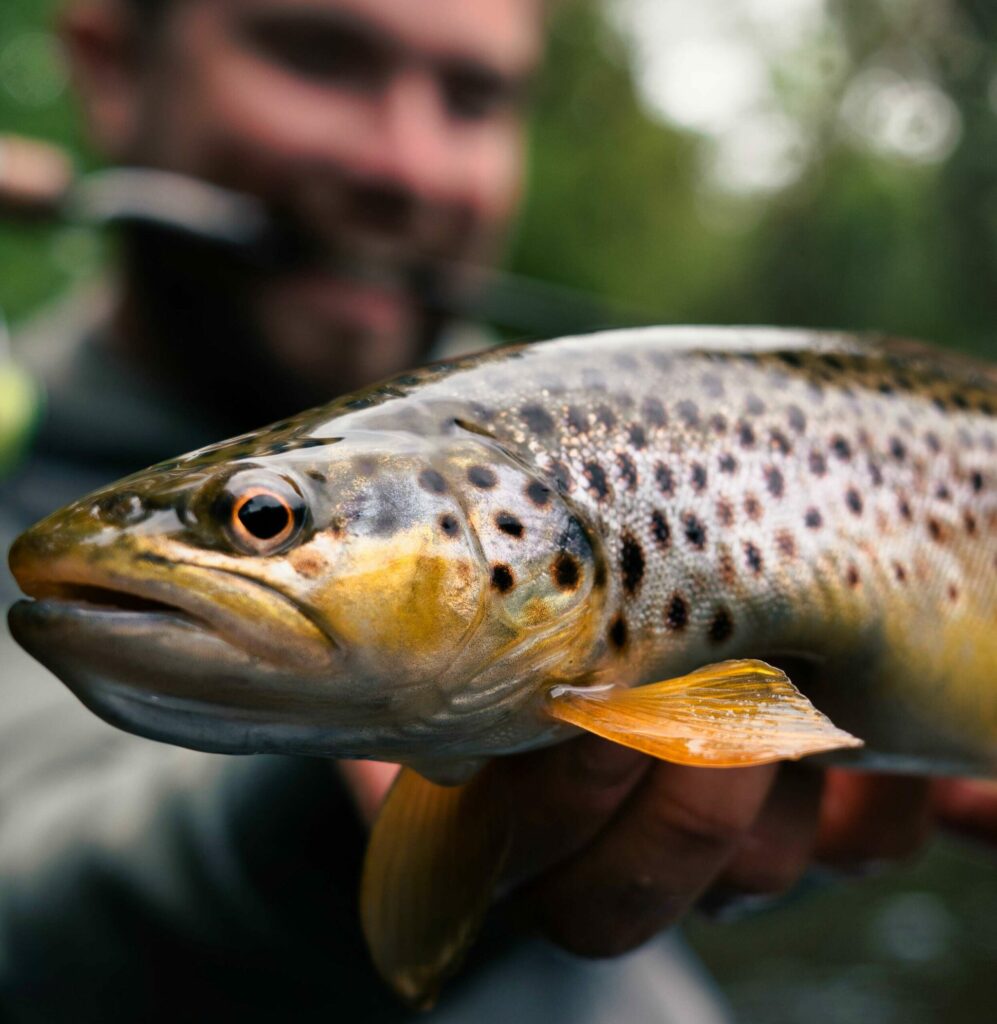Truite Fario Pêcher