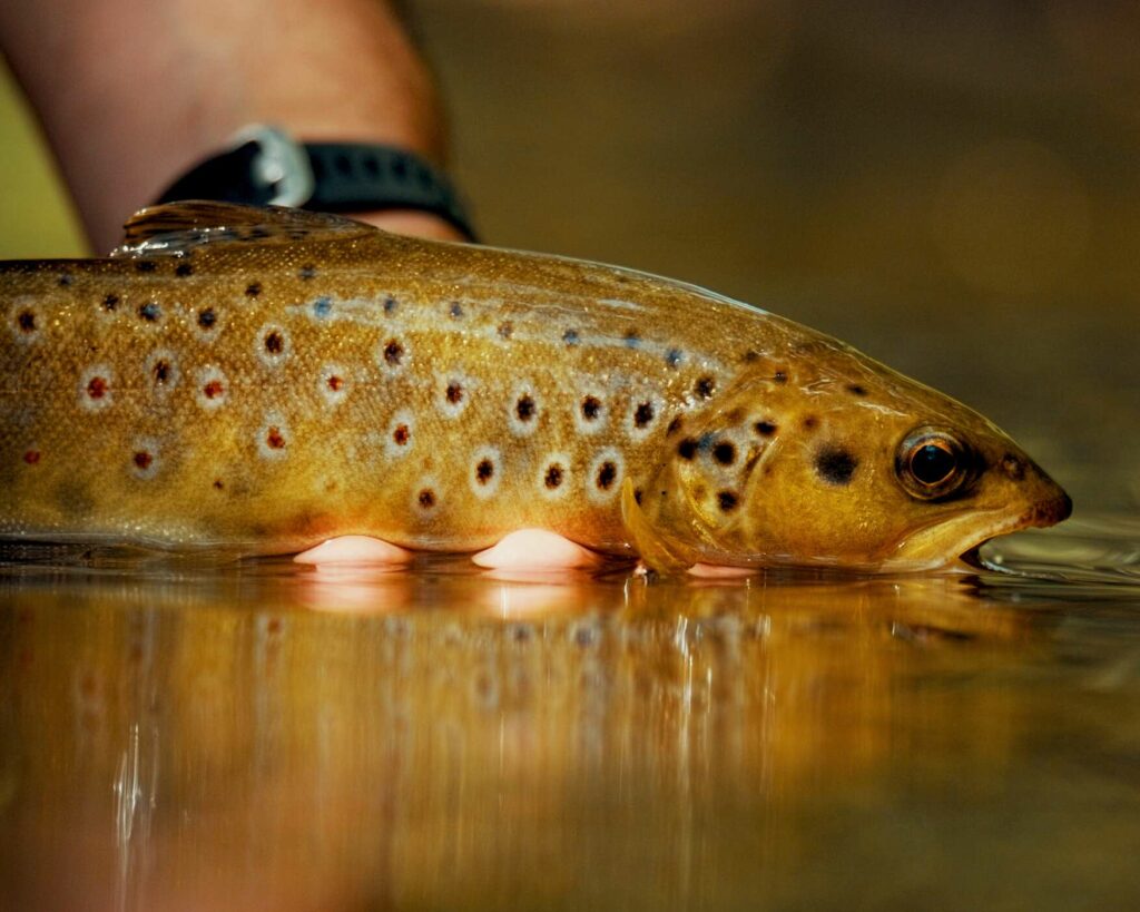 Ouverture truite fario