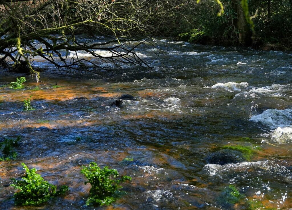 Ouverture truite rivière