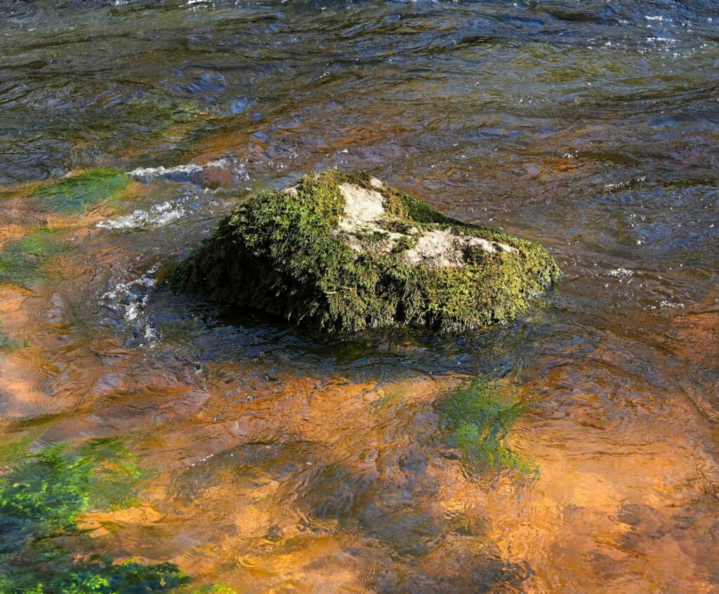 Réussir ouverture truite poste rocher