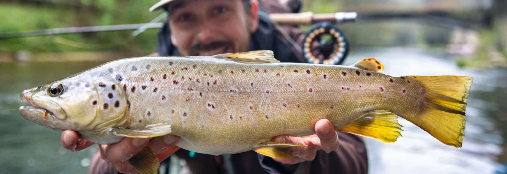 Réussir l&rsquo;ouverture de la truite à la mouche
