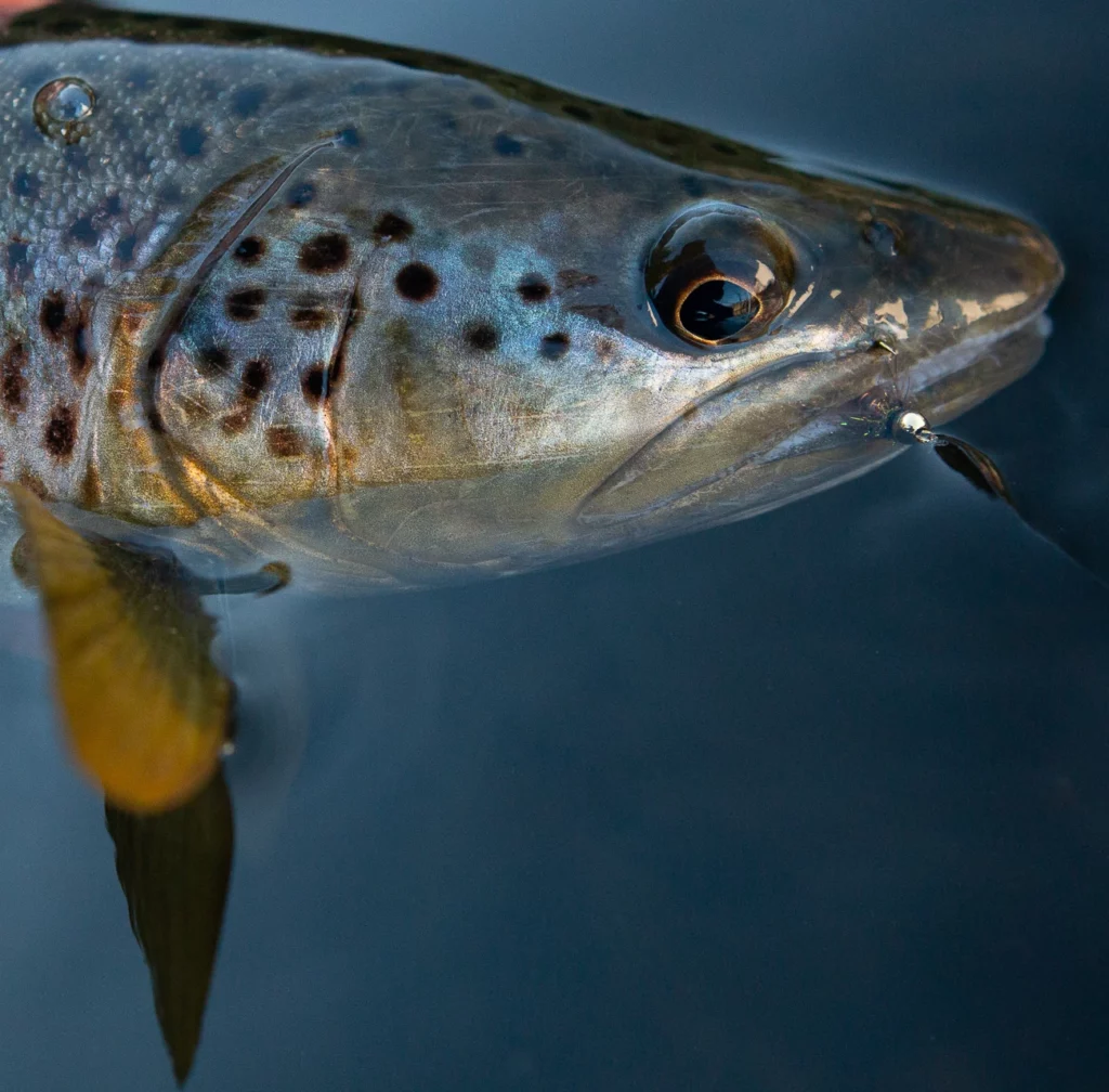 truite nymphe ouverture