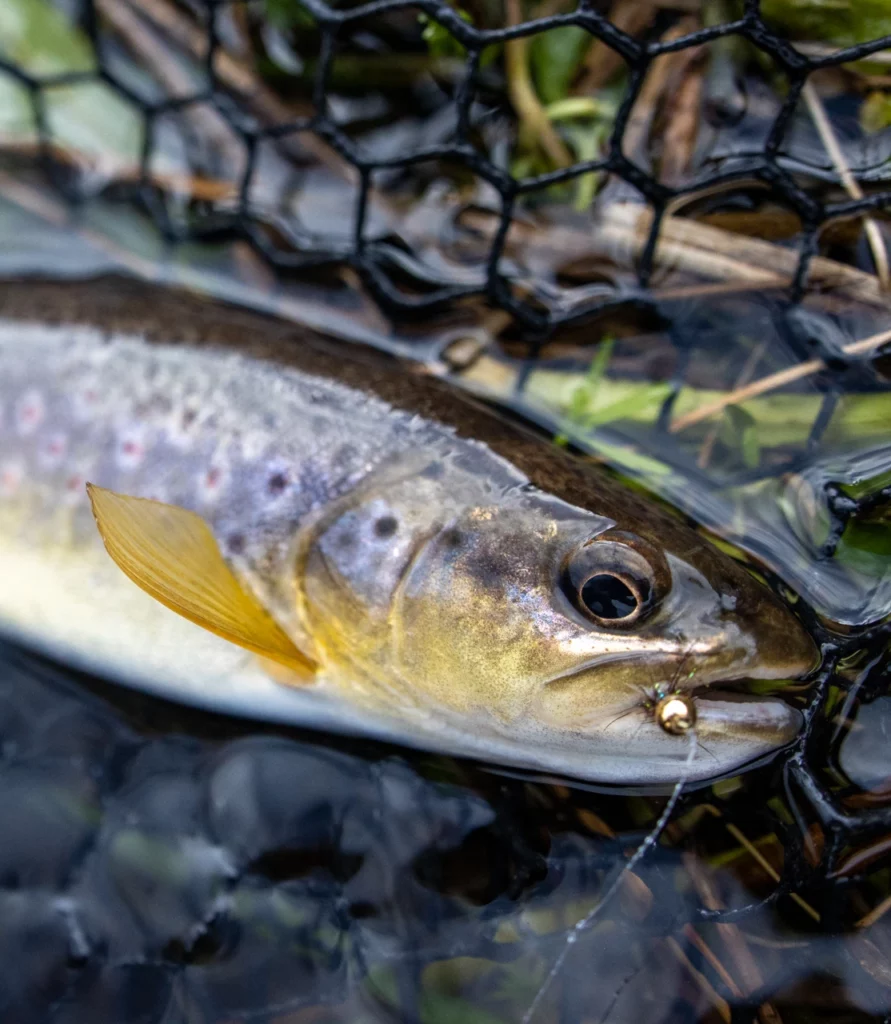 Truite nymphe ouverture