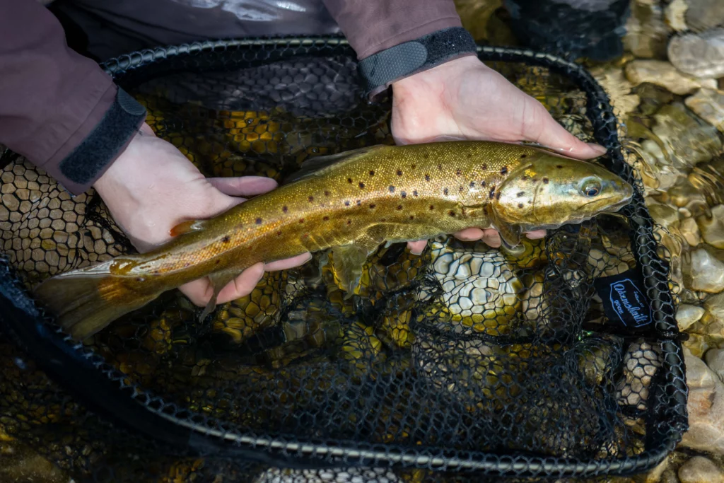épuissette truite pêche