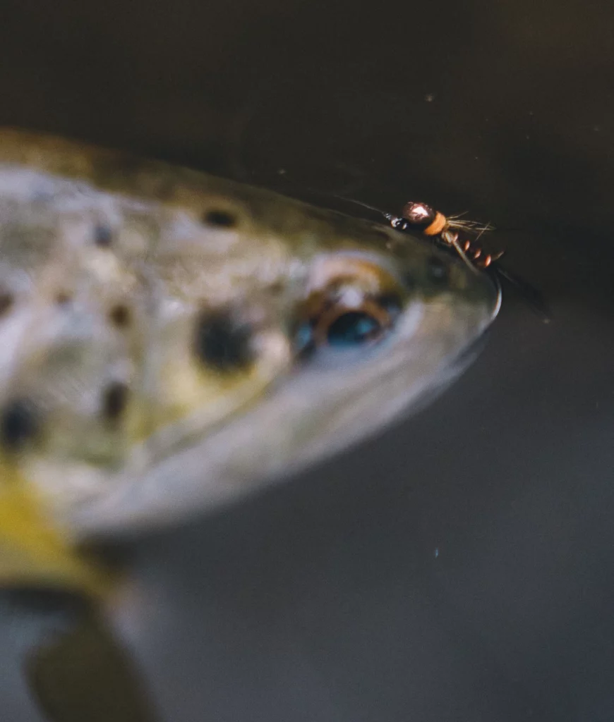 ouverture réussir nymphe