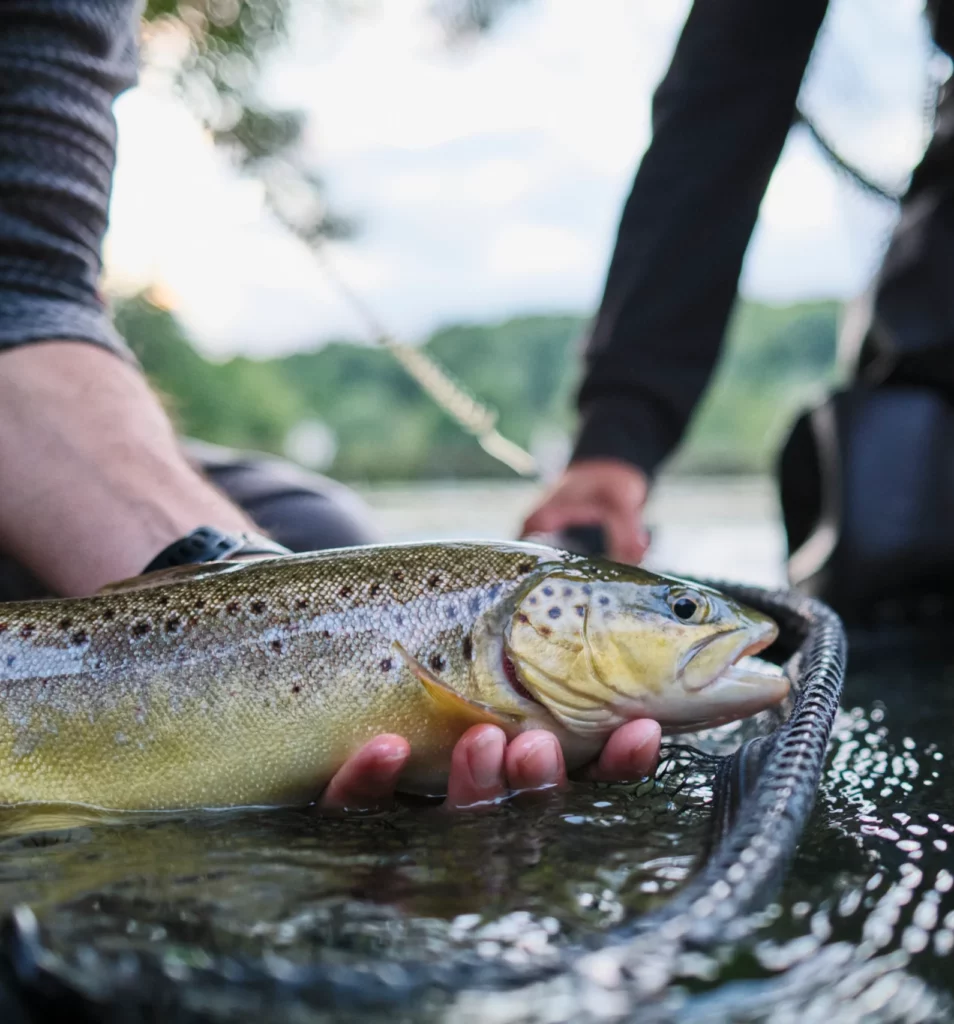 Truite ouverture streamer