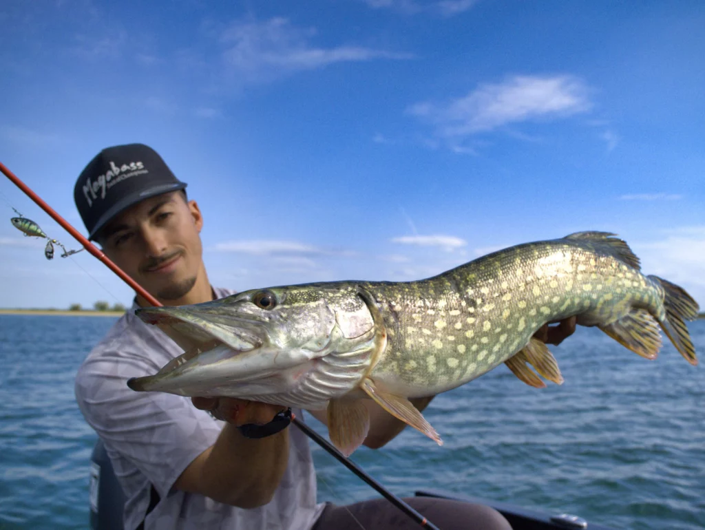 brochet spintail ouverture