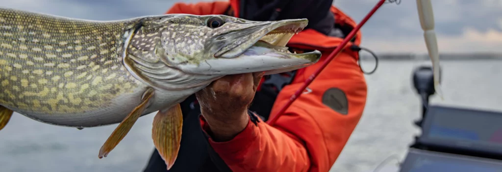Réussir l’ouverture du brochet aux leurres