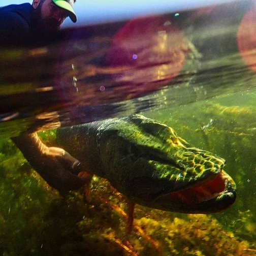 brochet pêche leurres