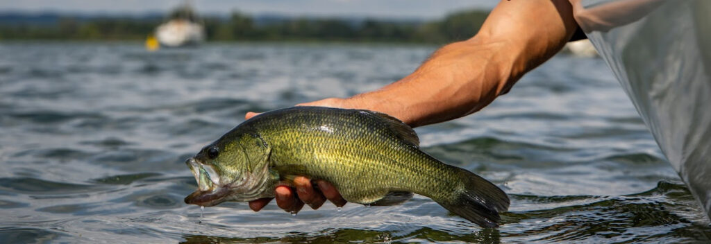 Pêcher le black bass pour les nuls : tout ce qu&rsquo;il faut savoir