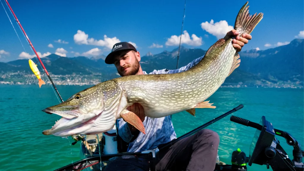 Pêcher brochet big bait balam