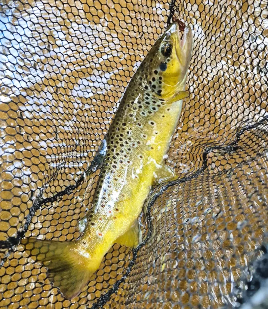 Pêcher truite été cuiller