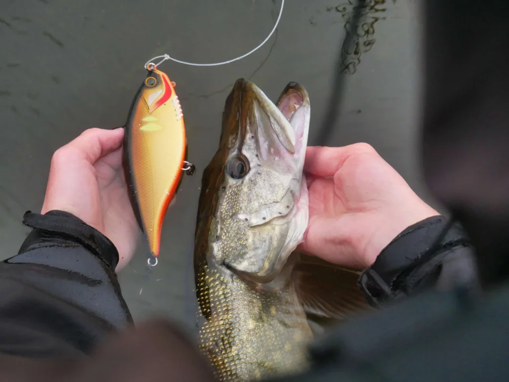 Big bait Deviant