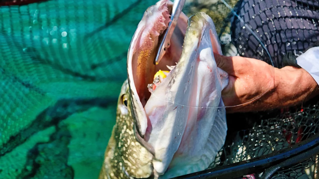 Pêcher brochet big bait