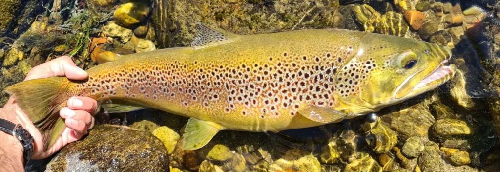 Pêcher la truite en été : comment réussir