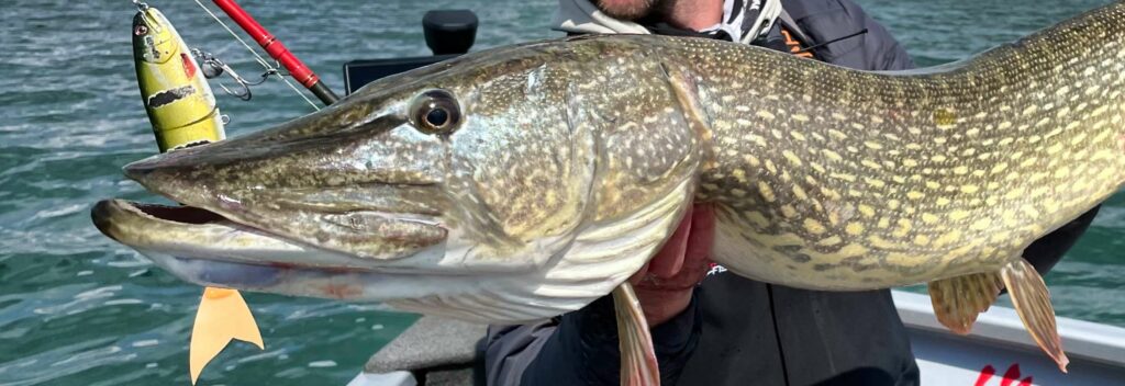 La pêche du brochet en big bait : le guide pour s&rsquo;y mettre !