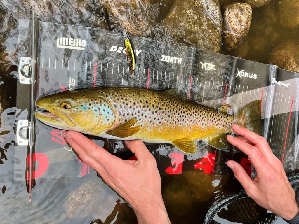 Pêcher truite été poisson nageur