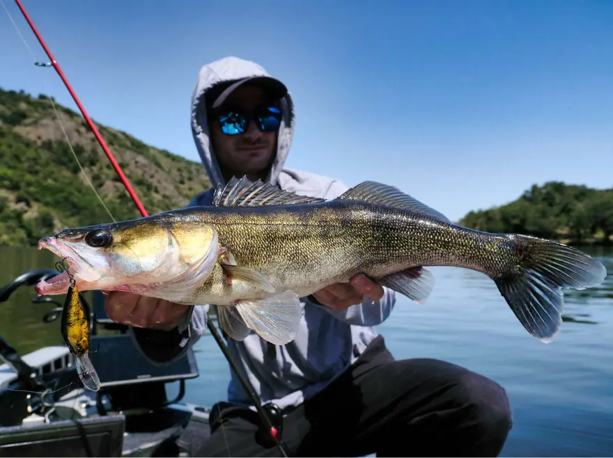 Sandre été poisson nageur