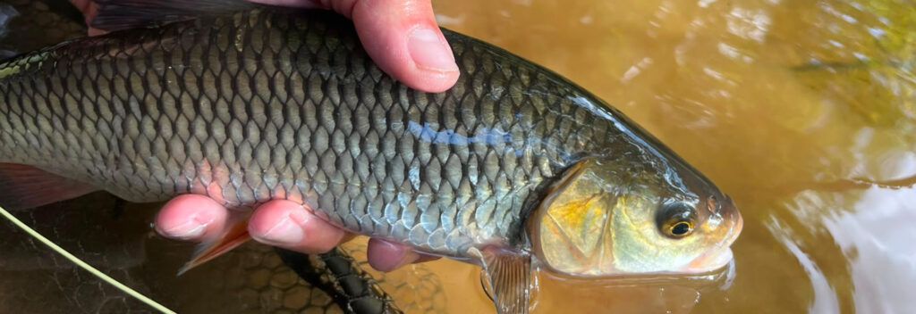 Pêcher les poissons blancs et les carpes à la mouche en été : une pêche technique, visuelle et passionnante