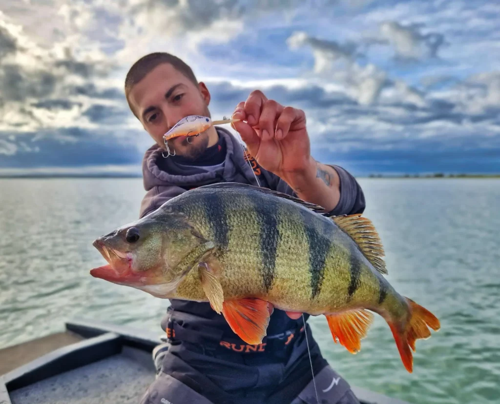 Pêche de la perche au crankbait en automne