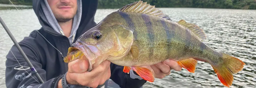 Pêcher la perche en automne : 5 techniques, spots et leurres