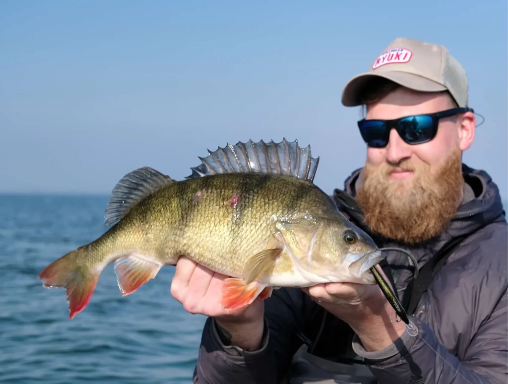Pêche de la perche au jerkbait minnow