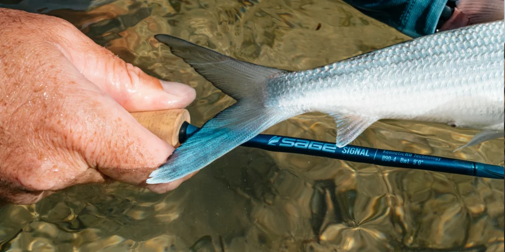 Sage Signal 9' #8 pour la pêche du bonefish et le bar