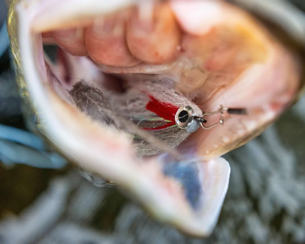 Brochet pris à la mouche avec un streamer