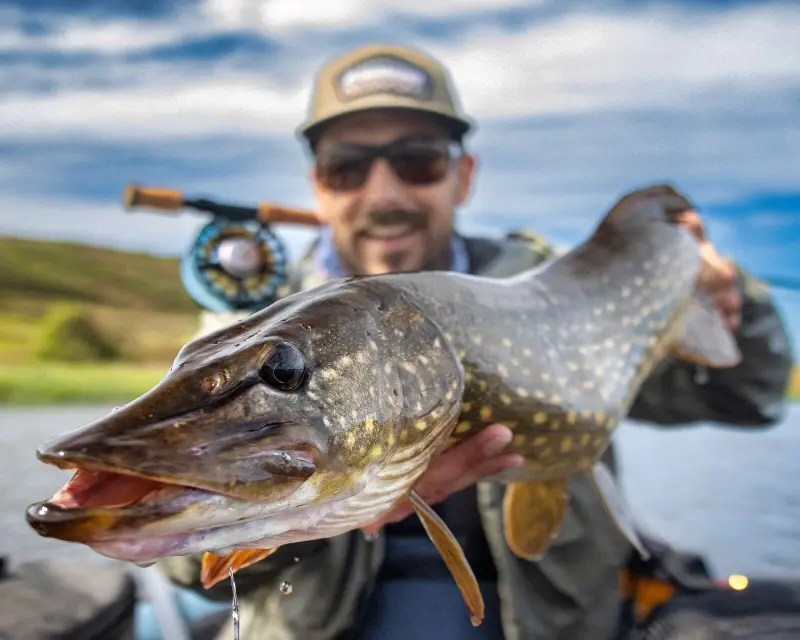 Débuter la pêche du brochet à la mouche