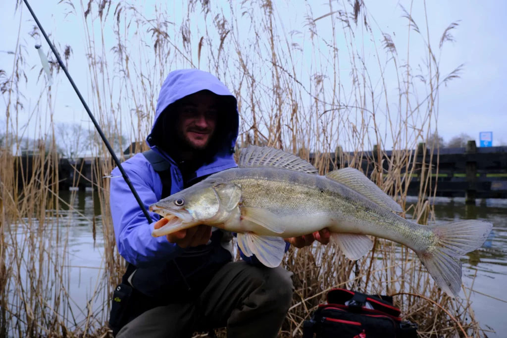 Sandre pêché au leurre souple avec une tête ronde