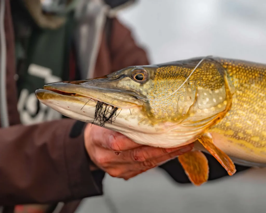 Bas de ligne brochet à la mouche