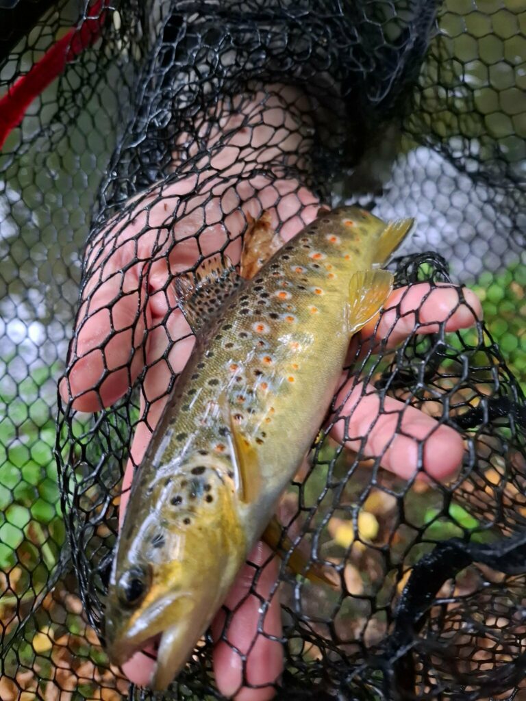 Truite de 22 cm pris par Celine__Fishing