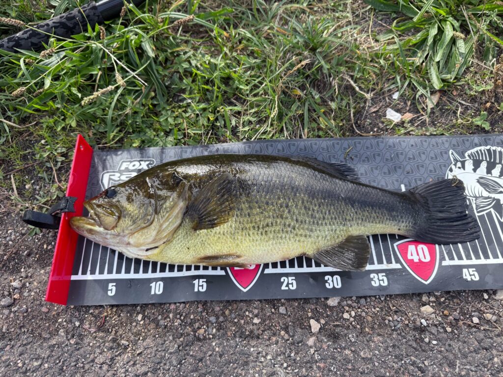 Black-bass de 48 cm pris par ANTOINE