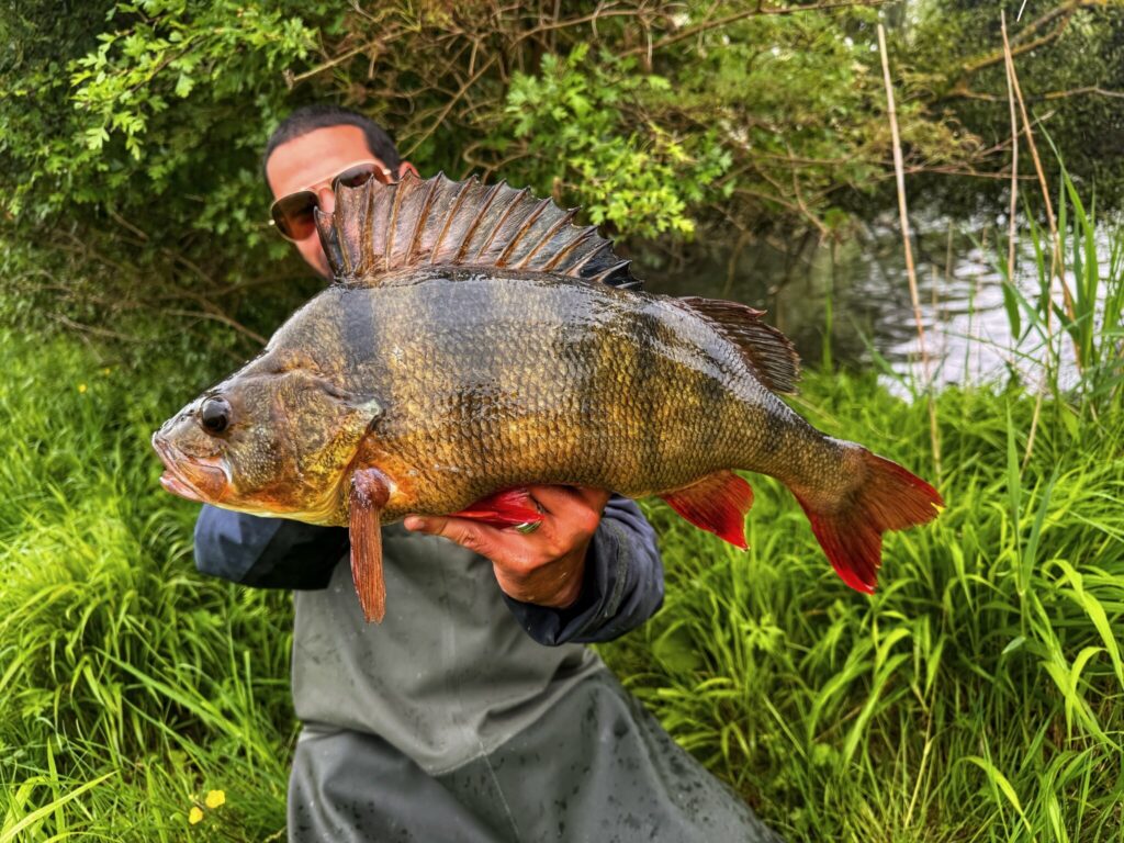 Perche de 51 cm pris par Enzo.btl