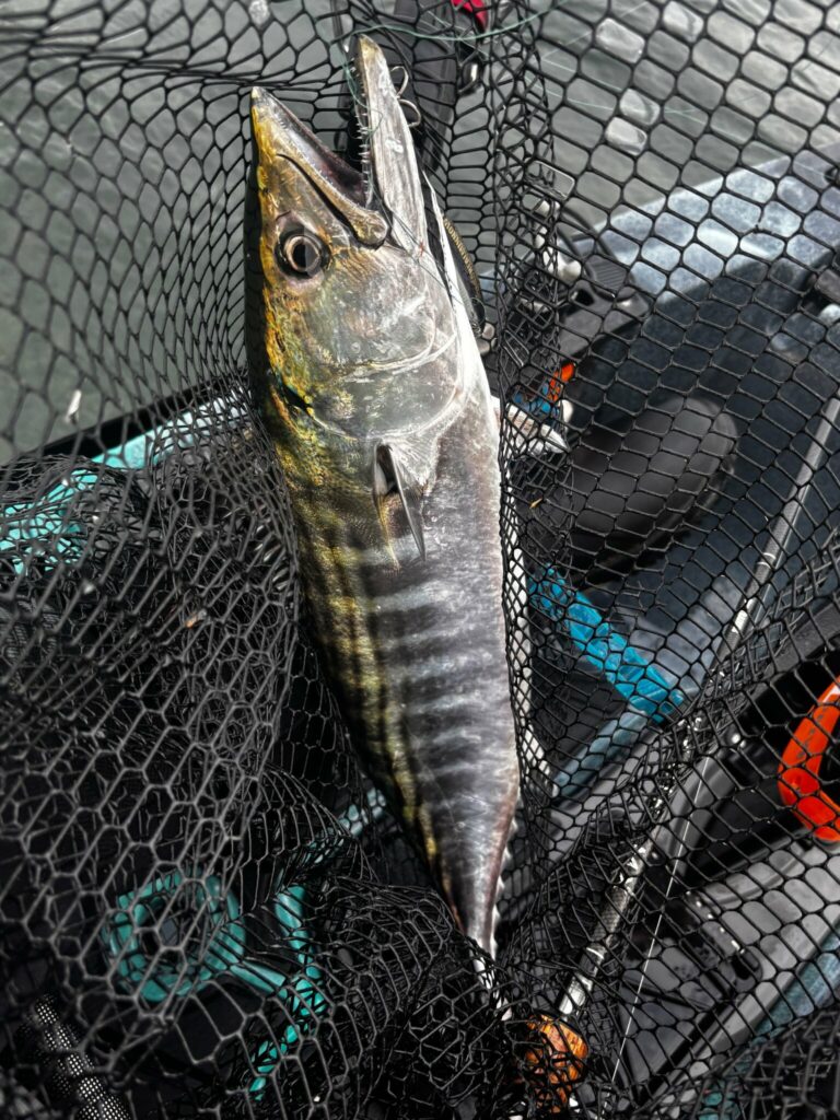 Bonite de 55 cm pris par Breizhfishing56