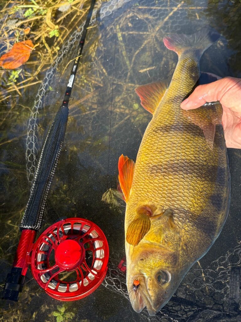 Perche de 40 cm pris par Romain